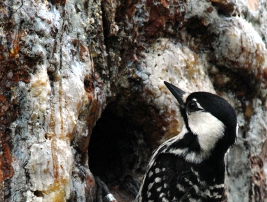 A black and white woodpecker perched on a tree.