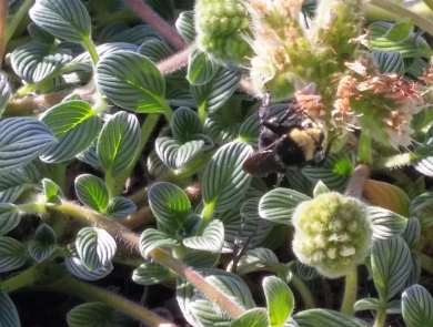 Bee nectaring on a sand dune phacelia plant