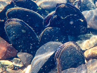 Freshwater mussels among rocks at the bottom of a body of water