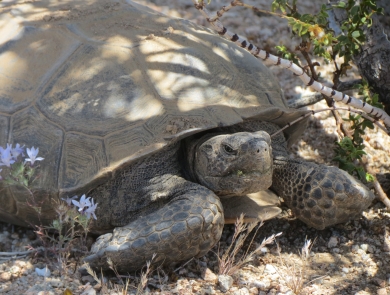 desert tortoise sitting in a shaded area next to purple flowers