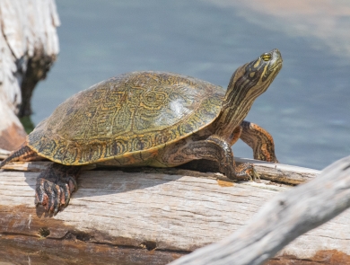 Rio Grande cooter sitting on a tree