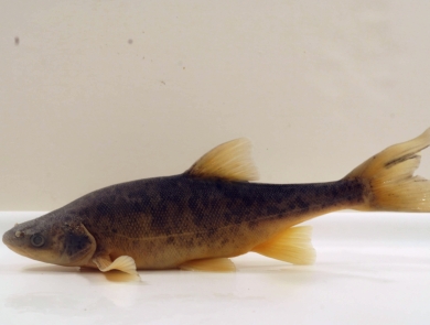 An adult roundtail chub swims at the bottom of a plain white tank.