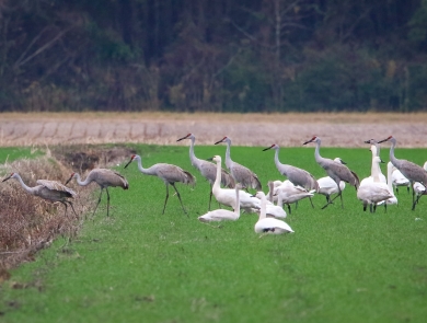 A line of tall sandhill cranes walking on bright green grass with a group of white tundra swans