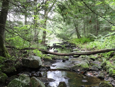 a stream flows around moss covered rocks through an evergreen forest.
