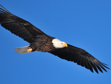 An adult bald eagle soaring through the sky