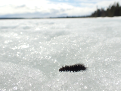 caterpillar fuzzy and black walking across snow