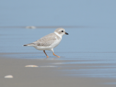 A light gray bird with orange legs stands in the calm surf
