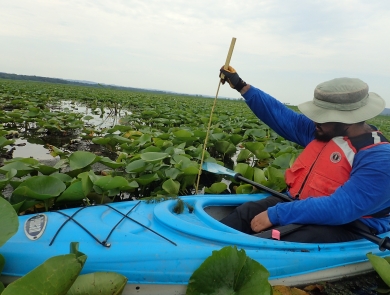 Refuge staff in kayak surrounded by vegetation working on black tern surveys