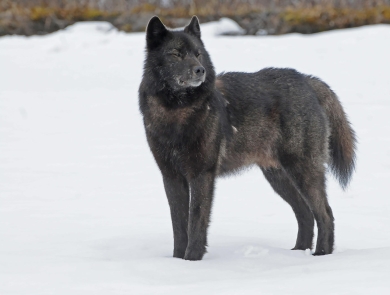 Alexander Archipelago wolf in stands in snow