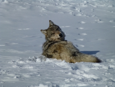 A gray wolf in the snow