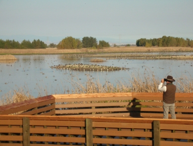 Picture of person looking through binoculars from the Colusa NWR Observation Deck.