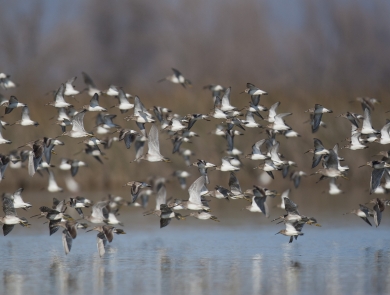 dunlin and dowitchers in flight.