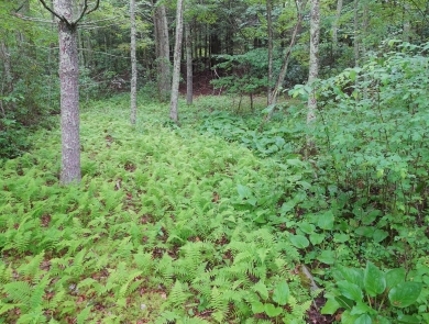 Different plants with different shades of green in a woodland