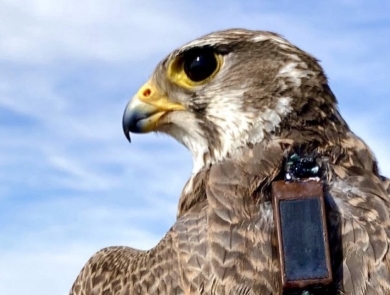 Prairie falcon with transmitter