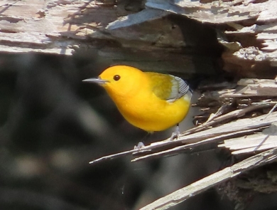 Bright yellow bird perched at entrance to a dead tree hollow