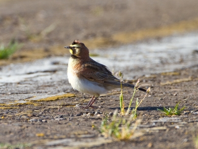 Streaked horned lark standing on the ground at an airport