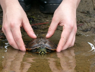 Hands place a turtle into a pond