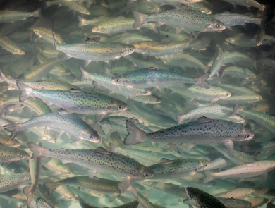 A school of thousands of silvery green and pink fish fill the photo. The fish have dark spots. 