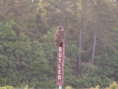 Brown barred owl perched atop a brown/white refuge roadside