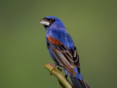 Blue, black & brown bird perched on a branch