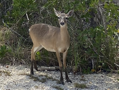 Deer at edge of road with vegetation in the background.