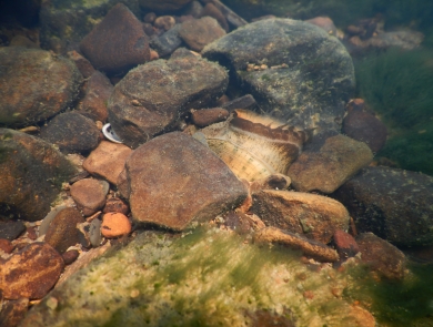 A speckled pocketbook mussel is between rocks in the South Fork tributary of Little Red River, Arkansas, May 12, 2022.