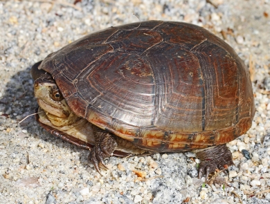 Eastern mud turtle with head partially retreat in it's shell