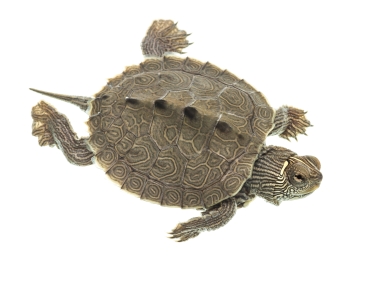 An intricately patterned turtle seen from above against a white backdrop