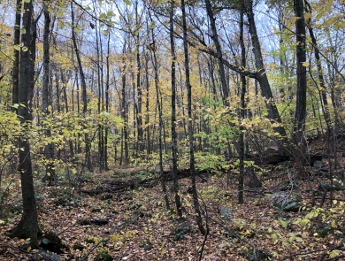 A forest of mixed age hardwoods in fall shows leaves scattered on the ground and some still clinging to the tree branches. 