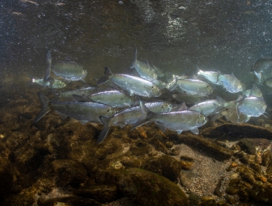 a small school of silver fish swim underwater