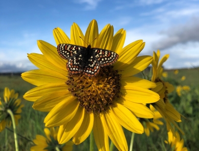 A Taylor's checkerspot butterfly on a yellow flower in a prairie