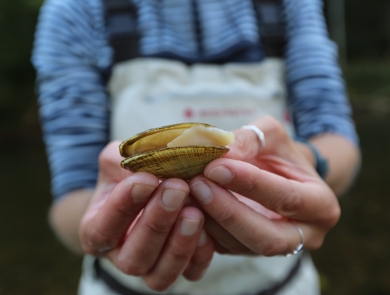 Hands hold up a small yellow mussel shell. The flesh of the recently deceased mussel sticks out from the shell. The person holding the mussel wears a striped blue shirt and overalls.