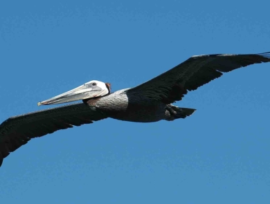 A large brown pelican in flight
