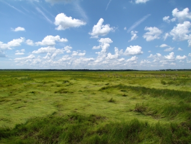 bright and grassy marsh extends with hills and valleys under a blue summer sky