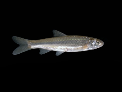 a silver fish on a black background