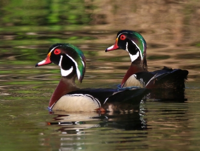 Two green,red, brown, white & black male wood ducks floating on water