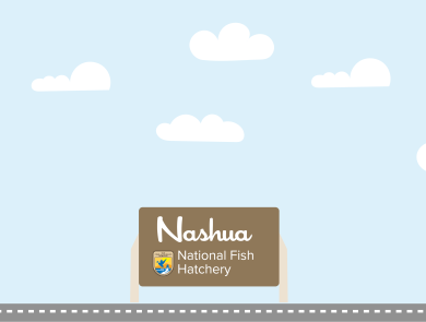 A graphic featuring a light blue sky with puffy clouds. At the bottom of the graphic, a fish drives a car along a road toward a sign that reads "Nashua National Fish Hatchery"