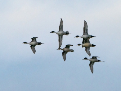 A small flock of Northern pintails flies over a wetland at Baskett Slough National Wildlife Refuge