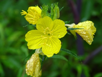 Bright yellow flowers on green vine