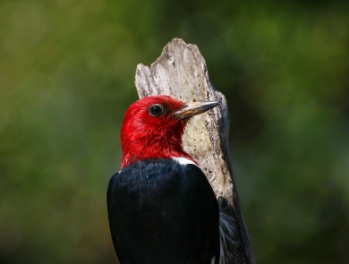 Red-headed white & black woodpecker hanging on a brown broken branch