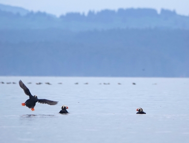 tufted puffin landing into a group of puffins on the water