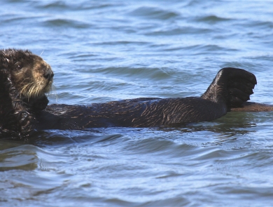 A sea otter floating on its back in the water