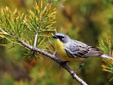 Kirtland's warbler perched in a tree