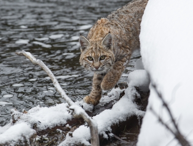 A brown spotted cat walks along a snowy river bank