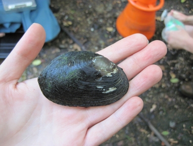 a freshwater mussel in the palm of a person's hand