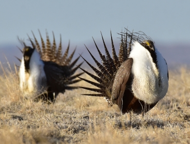 Two large, ornate birds with pointed fail features, large white breast on a dry grassland with mountains in the distance