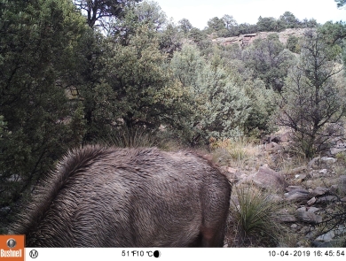 path with body of elk in foreground with mountain lion hiding near tree on right