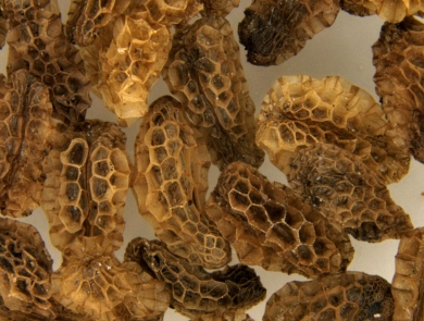 extreme close-up of seeds showing a honeycomb-like surface on brownish irregularly shaped seeds.
