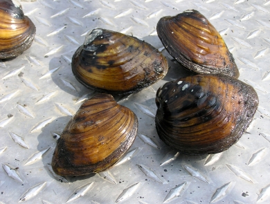 Brown and black striated freshwater mussels sitting a steel truck bed