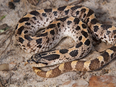 A black, grey and yellow snake with a rounded head